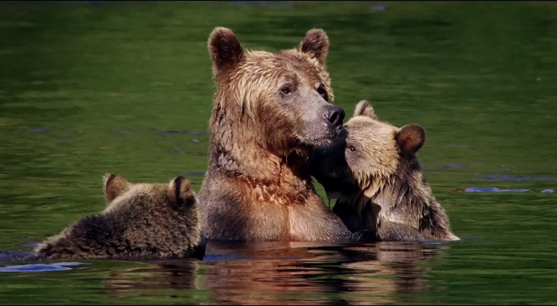 mother bear with two cubs