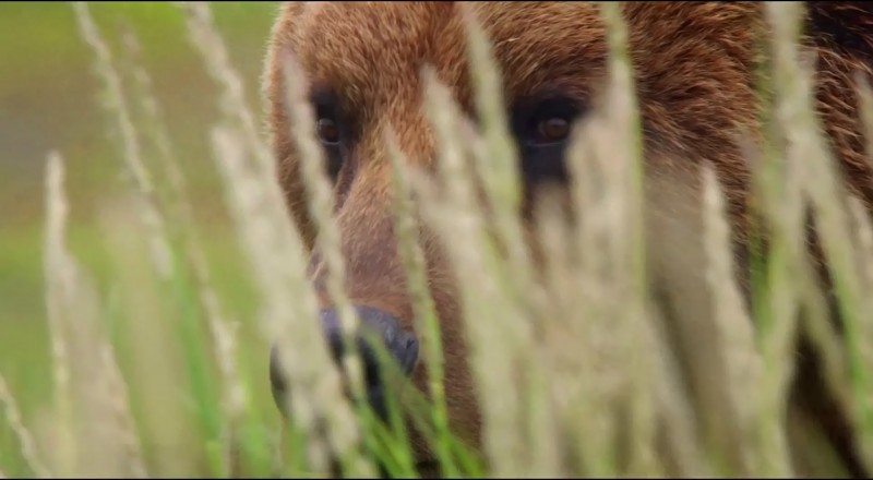 disneynature's bears movie