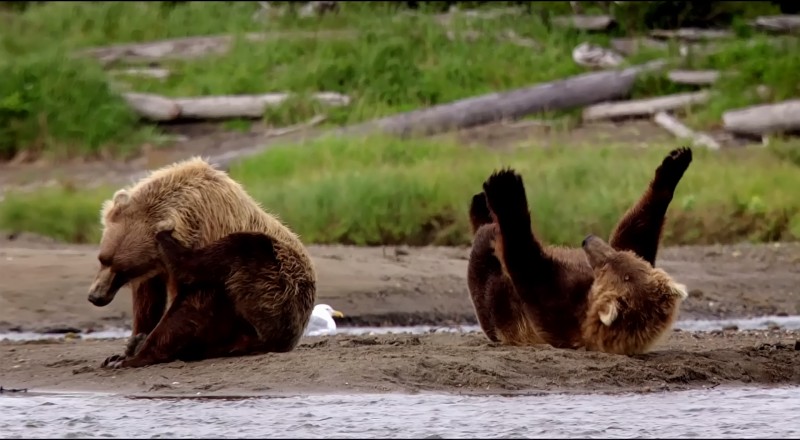 bears playing by river