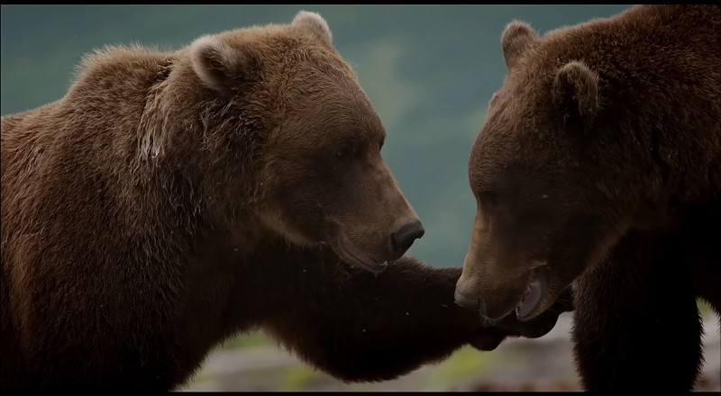 two bears