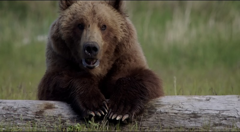 a bear resting