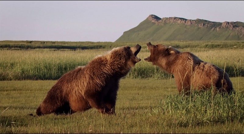 disneynature's bears movie