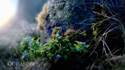 Forget-me-nots at Craigh na Dun